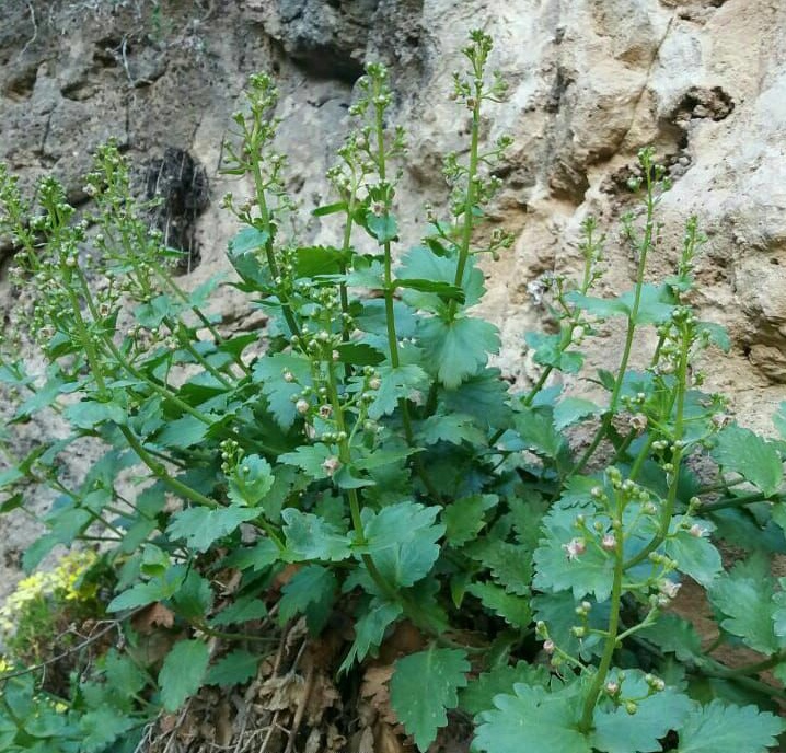 گل میمونی ضخیم